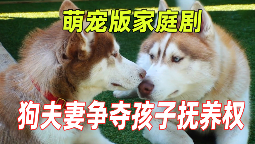老奇人资料大全免费老奇9439,一幼儿园上课70%时间在巡山,整体规划执行讲解_极速版V11.68